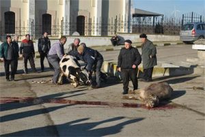 Животните бяха убити на улицата, без да се спазват санитарните изисквания. Снимка: "24 часа"