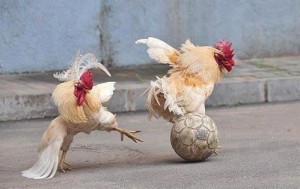 futbol-kokoshki