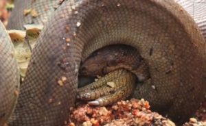 piton-krokodil