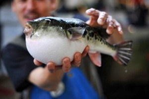 riba fugu