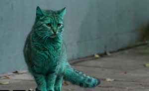 Снима: RT