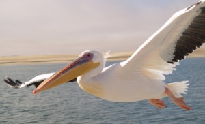 pelikan