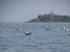 DSC07119