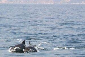 delfin