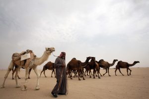 Kuwaiti man leads a flock of camels during a competition in al-Salmi district, a desert area 120 kms west of Kuwait City, on February 7, 2013, held as part of the ongoing Popular Heritage Festival. The one-month event is held annually to commemorate popular activities in Kuwaiti heritage, featuring camel races, falcons contests, fishing competitions and others. AFP PHOTO/YASSER AL-ZAYYAT (Photo credit should read YASSER AL-ZAYYAT/AFP/Getty Images)