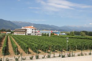 Uva Nestum-Vineyard91